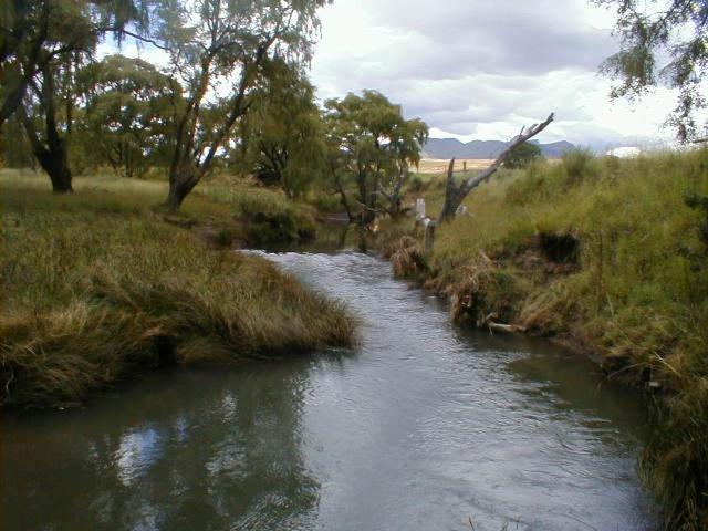 Royal Coachman * Clarens
