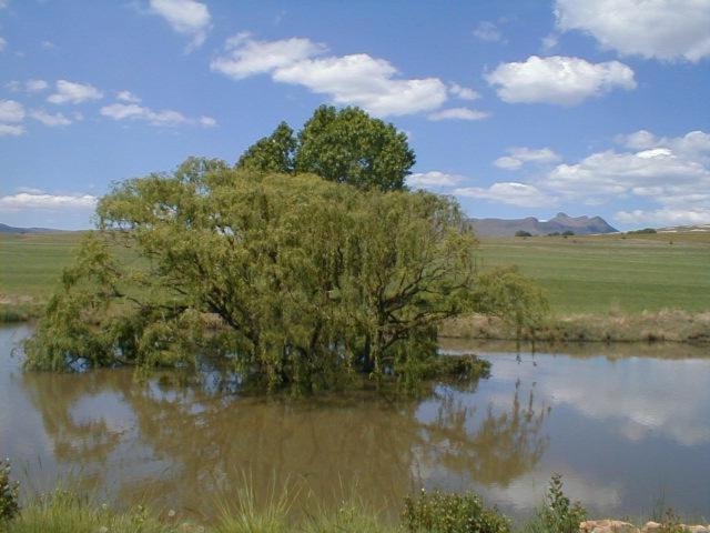 Royal Coachman Clarens